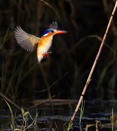 Study - Malachite Kingfisher (Corythornis Cristatus) - on the banks of the Chobe River