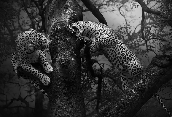 Study - Two Leopards (Panthera Pardus) - Older female ready to mate. Kruger - South Africa