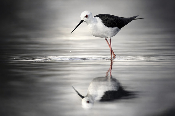 Study - Black-Winged Stilt (Himantopus himantopus) - Wading Al Qudra Lakes, UAE