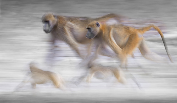 Study - Chacma Baboon (Papio ursinus) - Chobe, Botswana