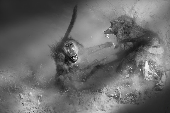 Study - Two Male Chacma Baboon (Papio ursinus) - Chobe, Botswana