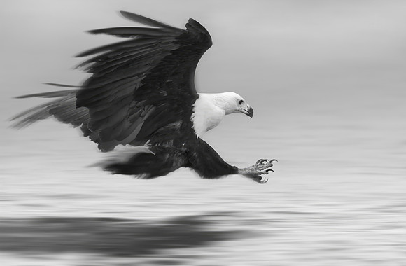 Study - African Fish Eagle (Haliaeetus Vocifer) - Niavasha, Kenya