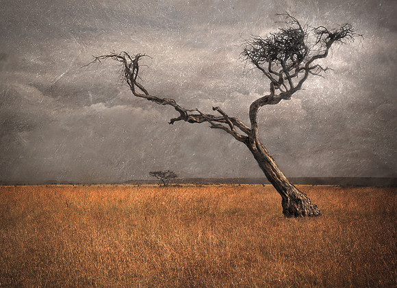 Study - Acacia (Vachellia Tortili) In Serengeti Storm - Tanzania
