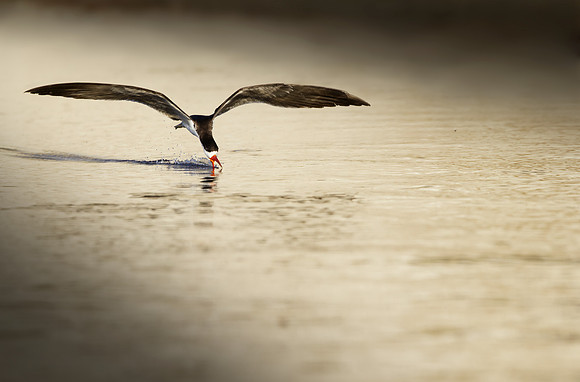 _29A5445 skimmer - Chobe