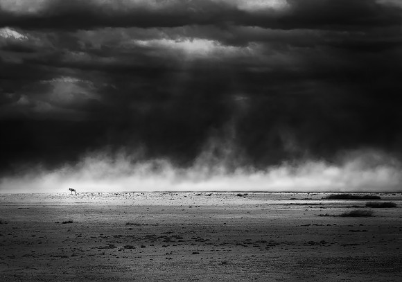 Lone Wildebeest (Connochaetes Taurinus) in dust storm - Amboseli, Kenya - this study will highlight desertification and the current (2025) stresses on Amboseli eco system