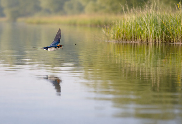 Study - Welcome Swallow - Narrabeen Lake, Northern Beaches, Sydney