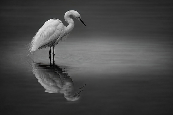 Study - Greater Egret (Ardea Alba) - Al Qudra Lakes, UAE