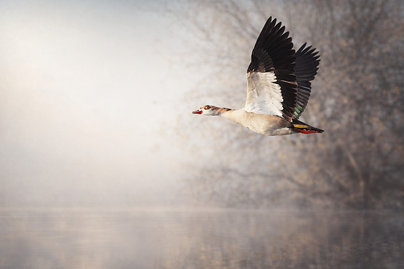 Study - Egyptian Goose (Alopochen aegyptiaca) - Into The Morning Sun - Lake Qudra, UAE