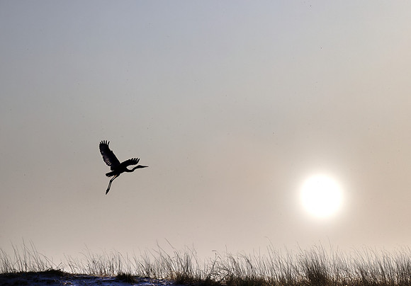 _29A6228 silhouette egret taking off