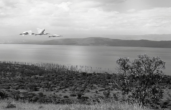 _MG_9367 Lake Nakuru and spoonbills