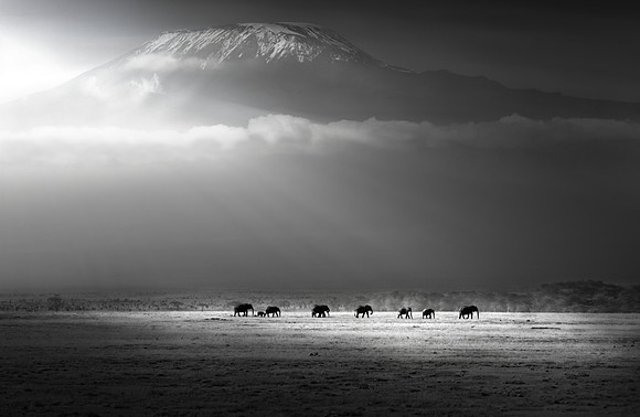 Study - Elephant (Loxodonta Africana) - The Long Daily Trek