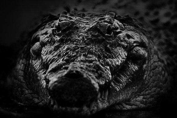 Study - Nile Crocodile (Crocodylus Niloticus) - Silent Approach