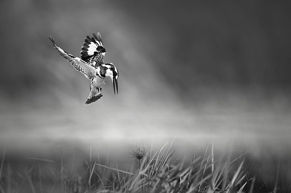 Study - Pied Kingfisher (Cheryln Rudis) - Fishing In The Sabe River