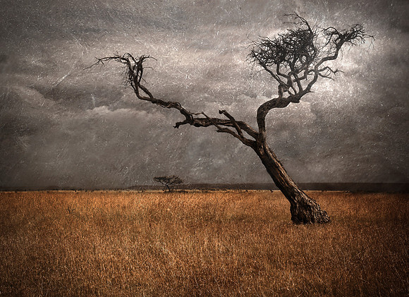 Acacia on Serengeti Plains