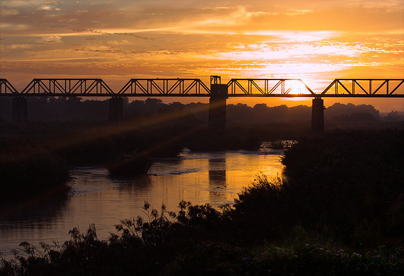 Study - Baboons On The Bridge - Sabe River, South Africa