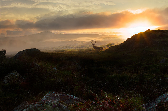 Study - Red Deer Stag (Cervus Elaphus) - A 'Royal'