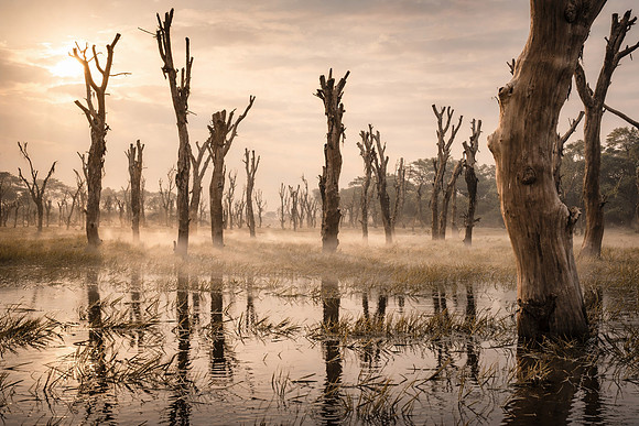 Study - Ghost Forest of Lake Naivasha