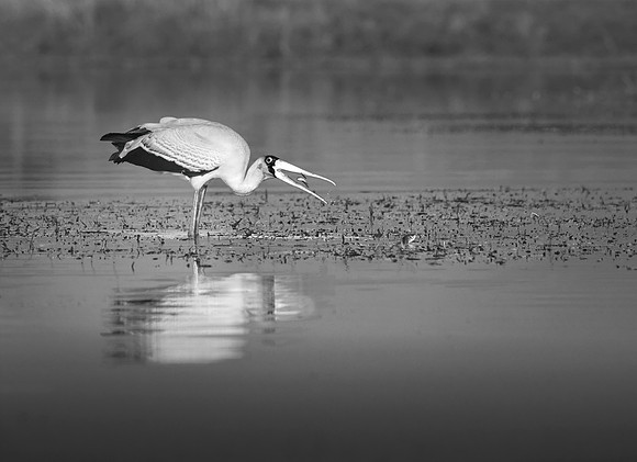 Yellow-Billed Stork (Mycteria Ibis )