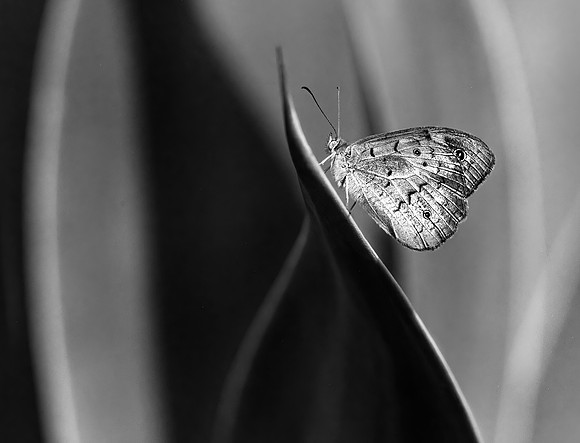 Study - Australian Common Brown Butterfly (Heteronympha merope)