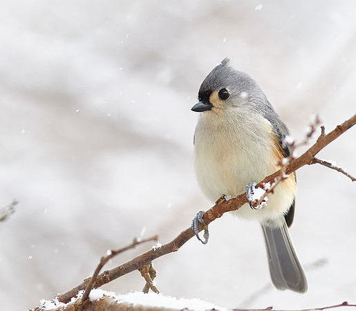 Study - Tufted Titmouse (Baeolophus Bicolor) - Looking For Food This Snowy Morning