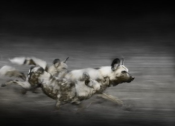 Study - African Wild Dog/Painted Wolf (Lycaon pictus) - Alpha Male Closing In On Impala.