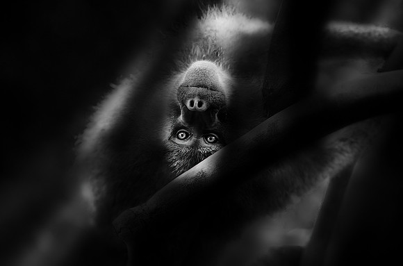 Study - Olive Baboon (Papio Anubis) - Hanging And Watching