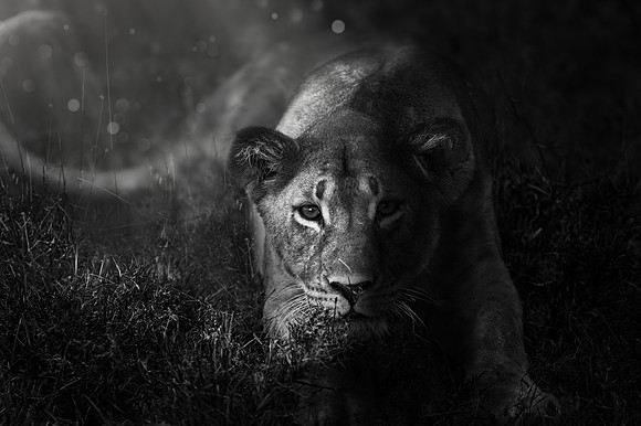 Study - Lion (Panthera Leo) - Young Male Lion Keenly Watching