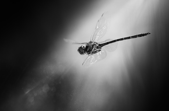 Study - Australian Emperor Dragonfly (Anax Papuensis)