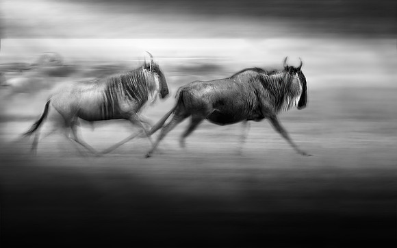 Study - Wildebeest (Connochaetes Taurinus) - A Stampede Breaks Out During The Great Migration