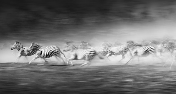 Study - Zebra (Equus quagga) - Zebra Stampede