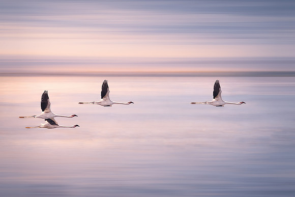 Study - Greater Flamingo (Phoenicopterus Roseus) - Formation Flying Flamingos