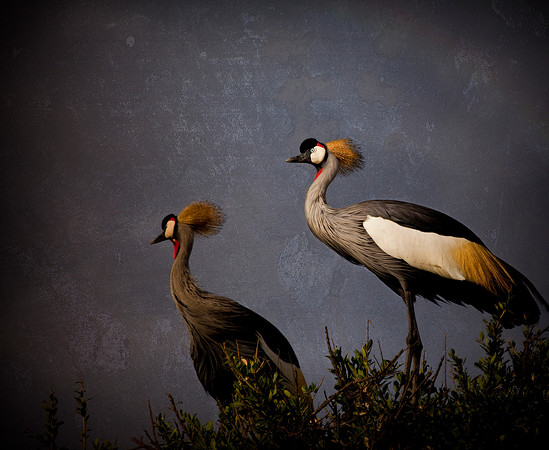 Study - Grey Crowned Cranes (Balearica Regulorum)