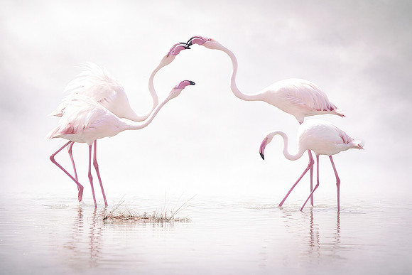 Study - Greater Flamingo (Phoenicopterus Roseus) - Flamingo Pad PIcking Its Way Through The Waters