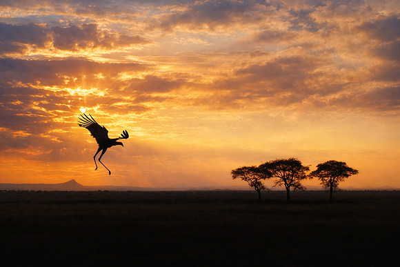 Study - Secretary bird (Sagittarius serpentarius) - Flight Home To Roost