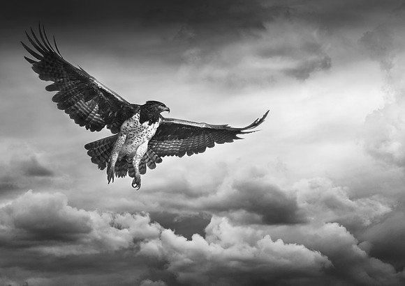 Marshal Eagle (Polemaetus Bellicosus) - In Flight Over The Mara Plains
