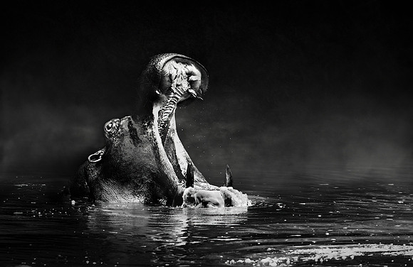 Study - Hippo (Hippopotamus Amphibius) - Male HIppo Warning