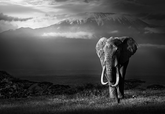 Study - Lone Bull African Elephant (Loxodonta) - A Rare 'Big Tusker'