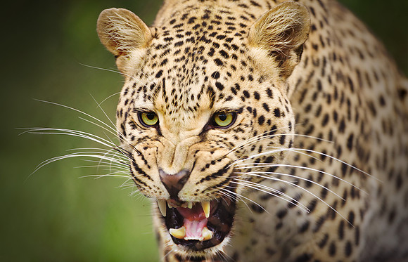 Study - Male Leopard (Panthera Pardus) - A Warning Snarl
