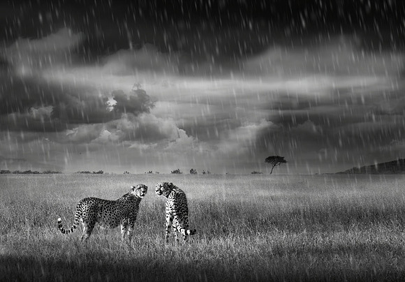 Cheetah (Acinonyx Julatus) - Two Cheetah Surveying The Plains
