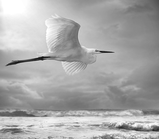 Study - Greater Egret (Ardea Alba) - After The Storm