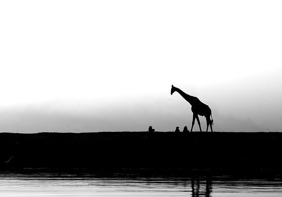 Study - Giraffe (Giraffa Camelopardalis) meets Baboon