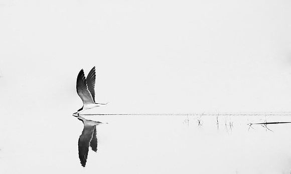_29A8877.afphoto Skimmer 03 side on