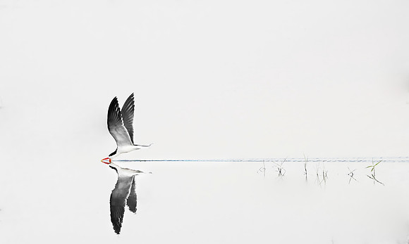 Study - African Skimmer (Rynchops Flavirostris) - Feeding on The Chobe