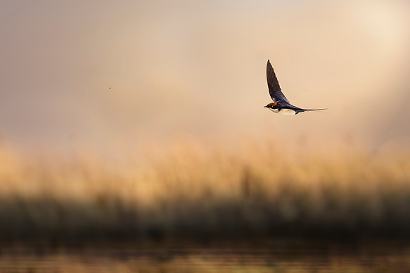 Wire-Tailed Swallow (Hirundo Smithii)